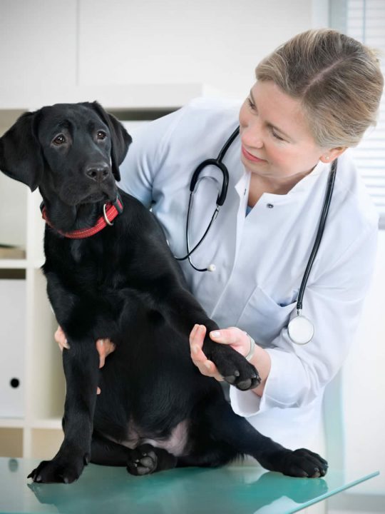 Veterinary Support Assistant Level 3 Course