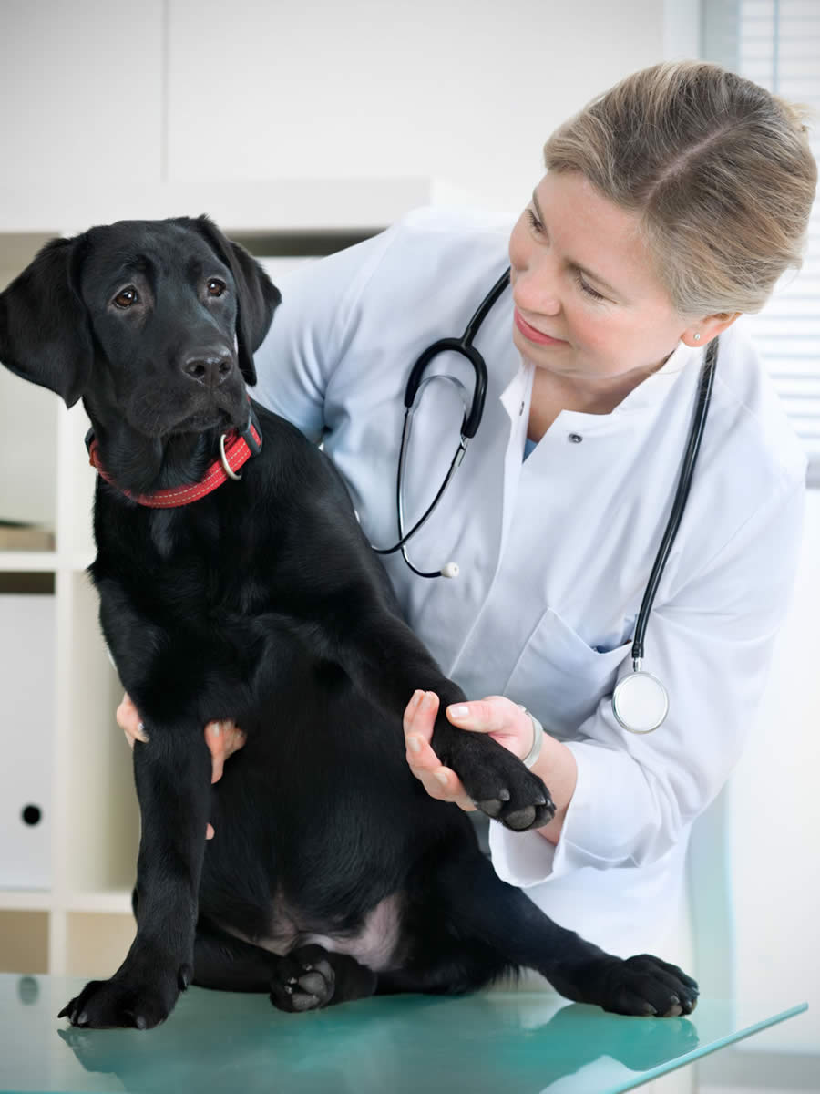 Veterinary Support Assistant Distance Learning Home Study Course UKDLP