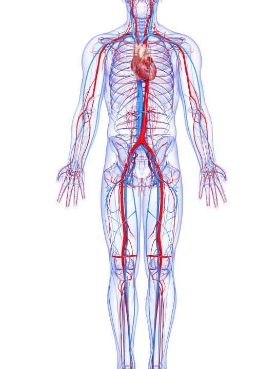 Human-Anatomy